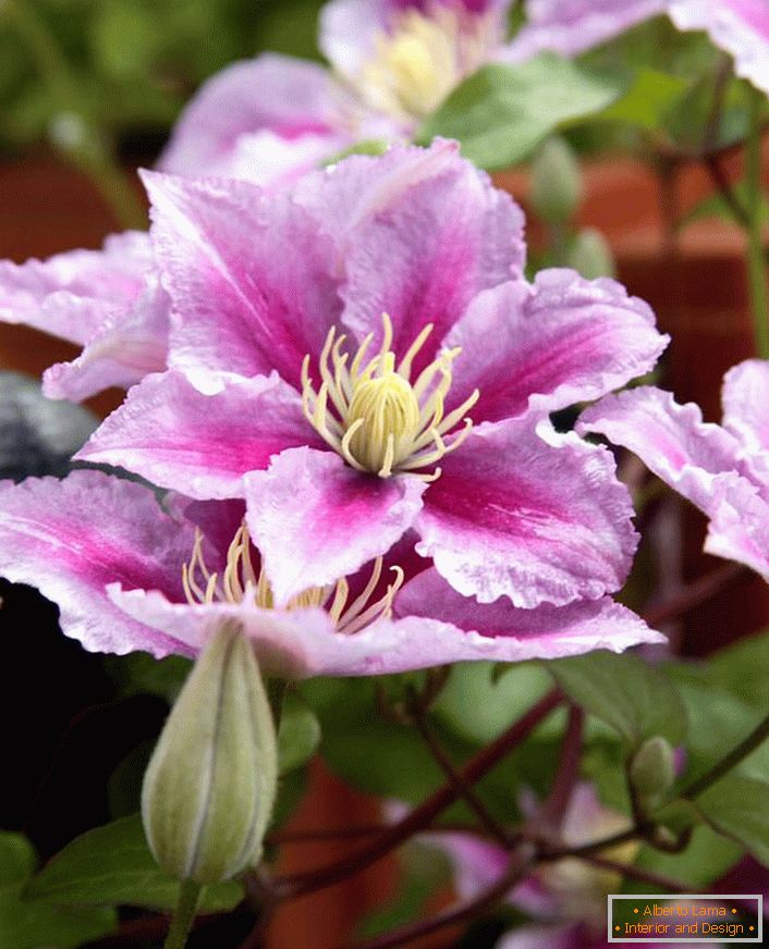 The pale pink color of the clematis has become the most popular in this dacha season.