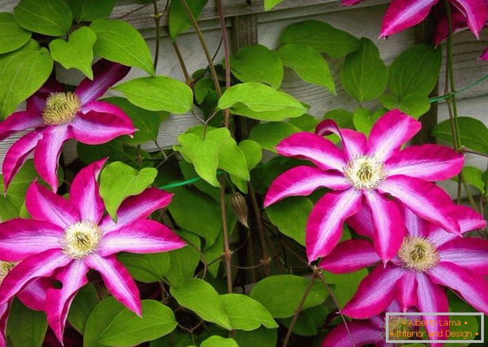 Bright-crimson clematis will become a contrast decoration in the courtyard of the country house.