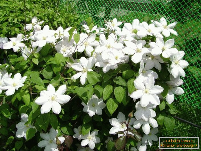 A white clematis bush in the front garden.