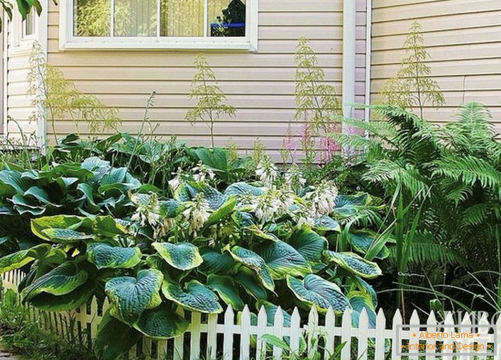 Even in a small, shady area in front of the house, you can recreate a taiga green island by dropping unpretentious fern bushes, hosts, and astilba.
