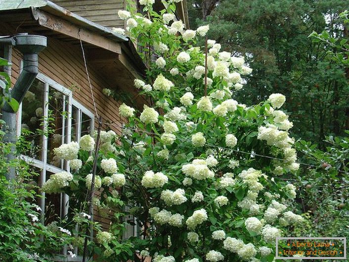A large shrub of white hydrangeas on the background of the country house.
