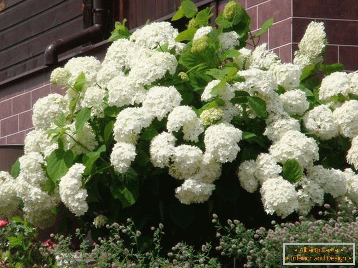 Summer residents appreciate the hydrangea for lush flowering with large buds.