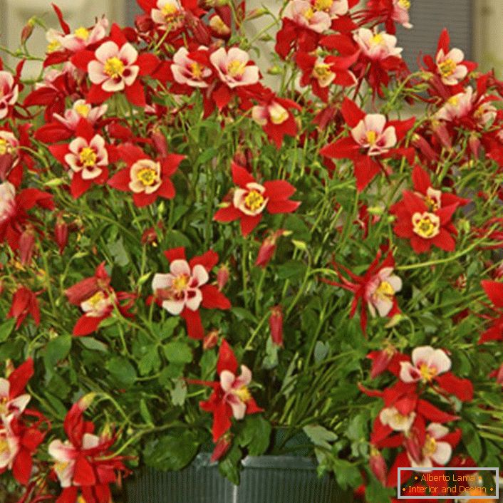 red flowers aquilegia