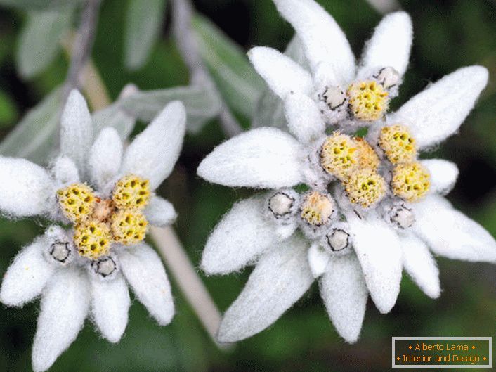 Sort Edelweiss.