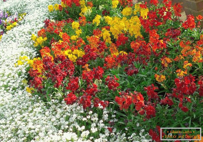 Flower bed of perennials