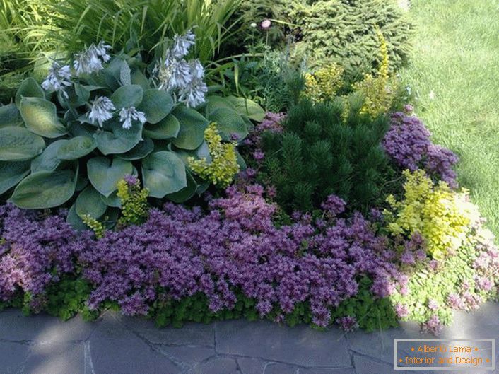 A flower bed made of evergreen perennials is the best
