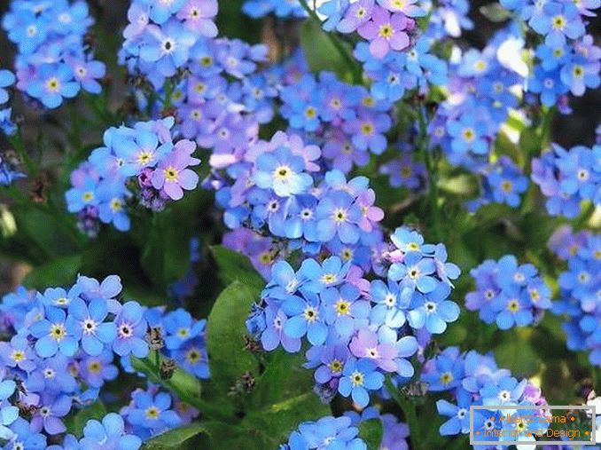 дизайн flowerbeds in the courtyard of a private house photo 9