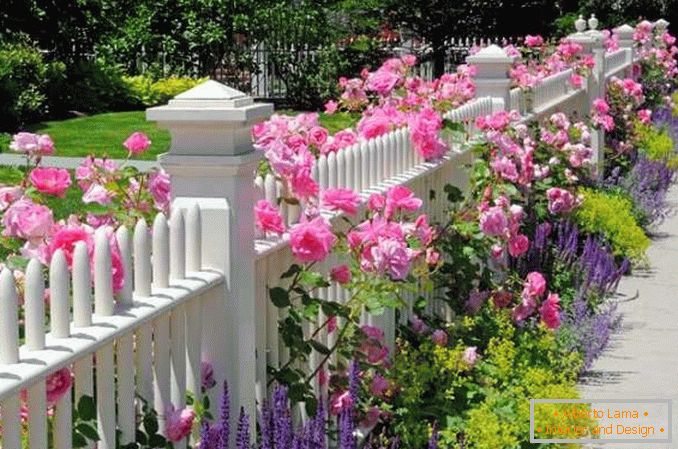 flowerbeds in the courtyard of a private house photo 9