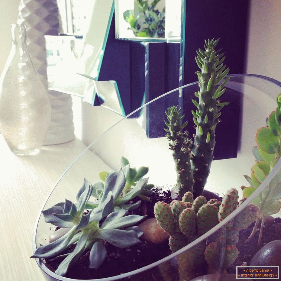 The use of cacti in the interior of the apartment
