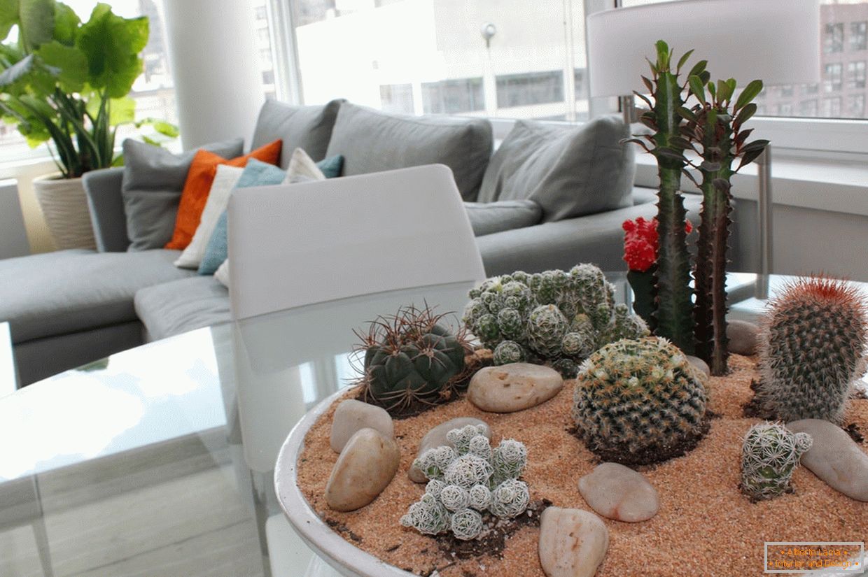 Cacti в интерьере квартиры