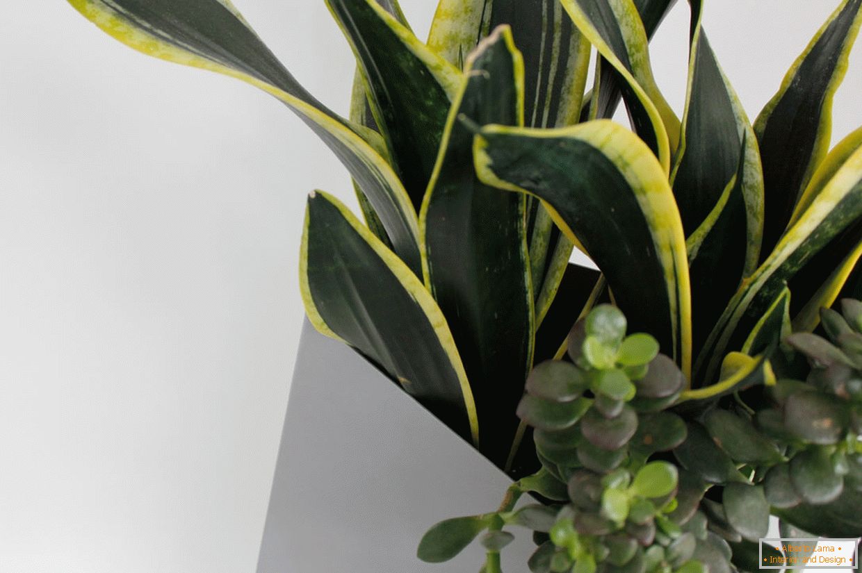 How to choose plants for an apartment