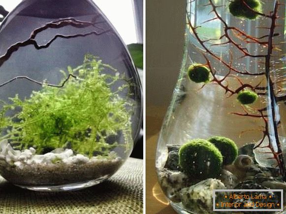 Houseplants - algae