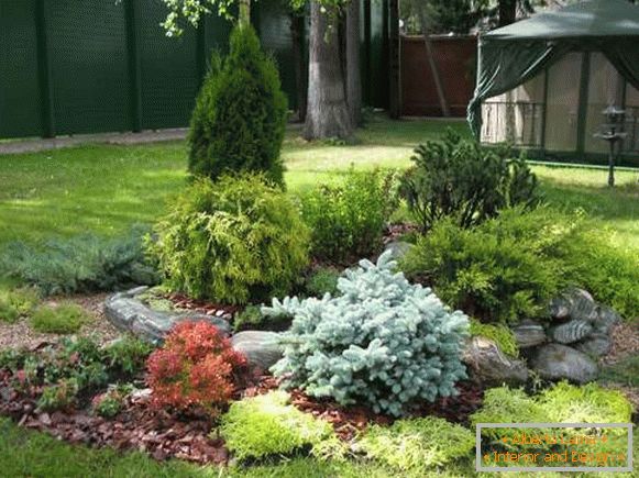 Landscaping the yard with their own hands - photo with coniferous plants
