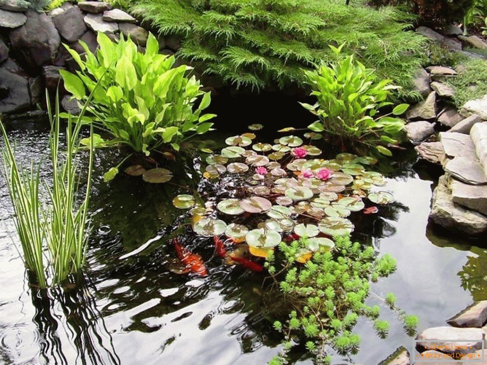 Aquatic plants in the pond