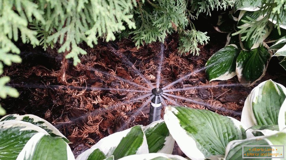 Watering of coniferous plants