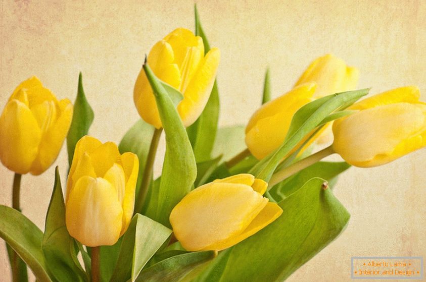 A bouquet of yellow tulips