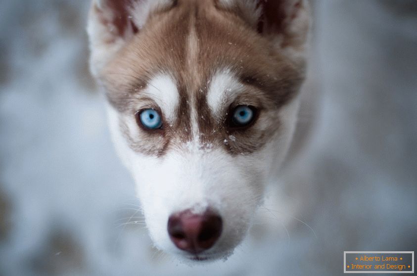 Cute, blue-eyed puppy