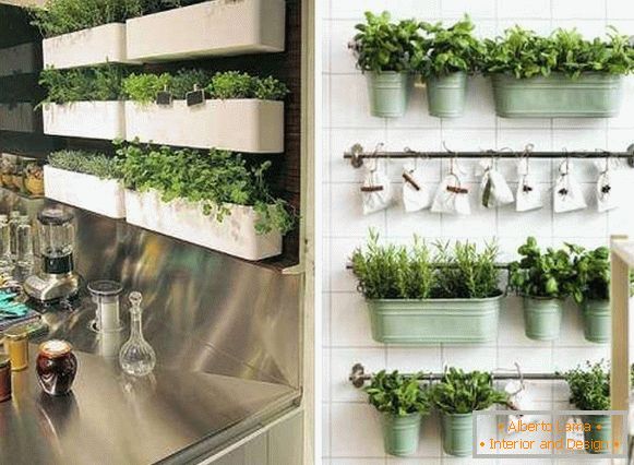 Where to plant herbs in the kitchen - fashion ideas 2018