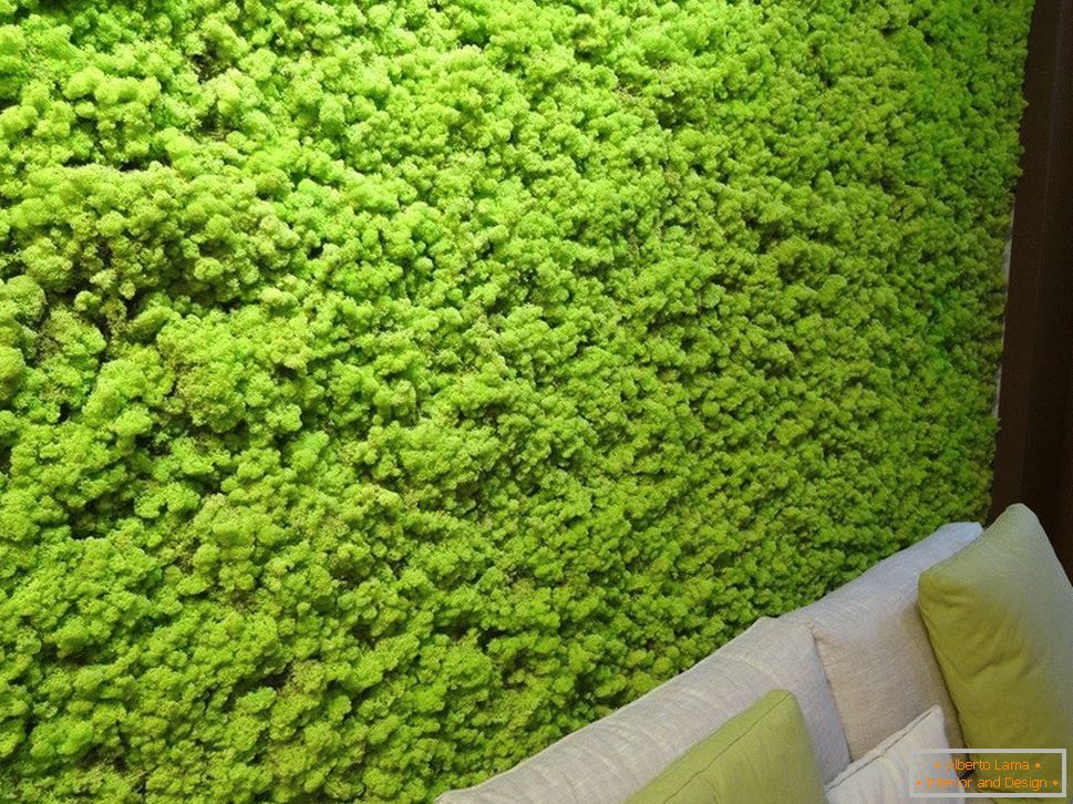 Decoration of a wall with moss