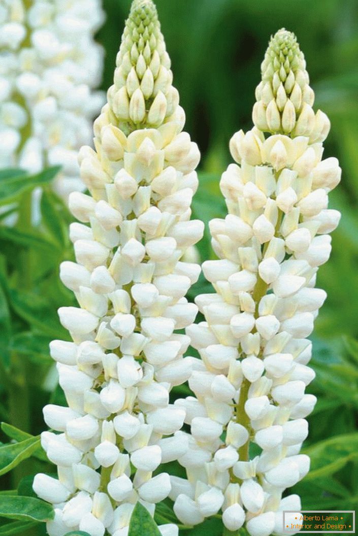 Lupine flowers close-up