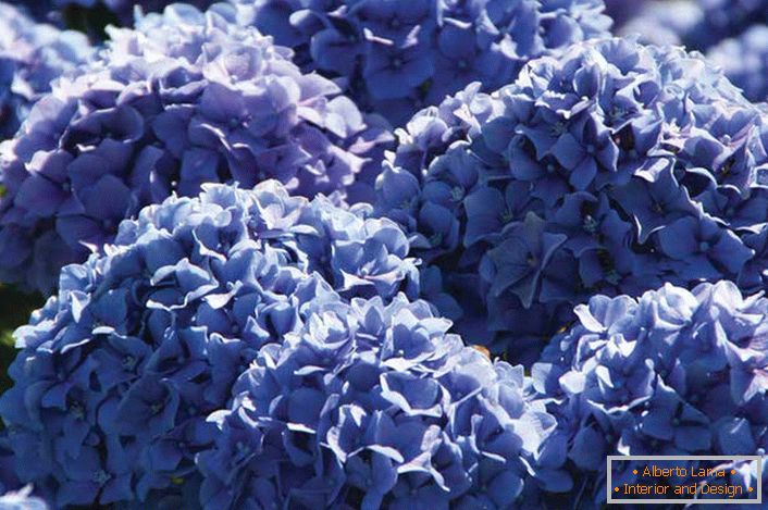 Violet flowers of garden hydrangeas are collected in voluminous, lush inflorescences of rounded shape.
