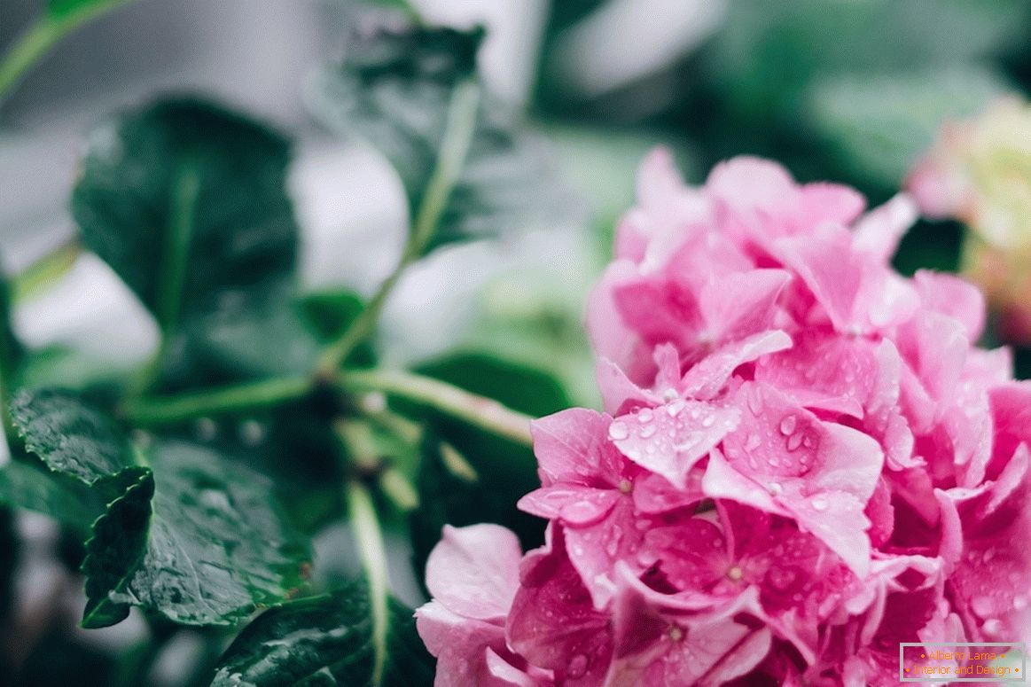 Pink rose after rain