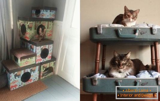 Unusual cat lodges with their own hands