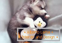 Charming pets in an embrace with plush toys