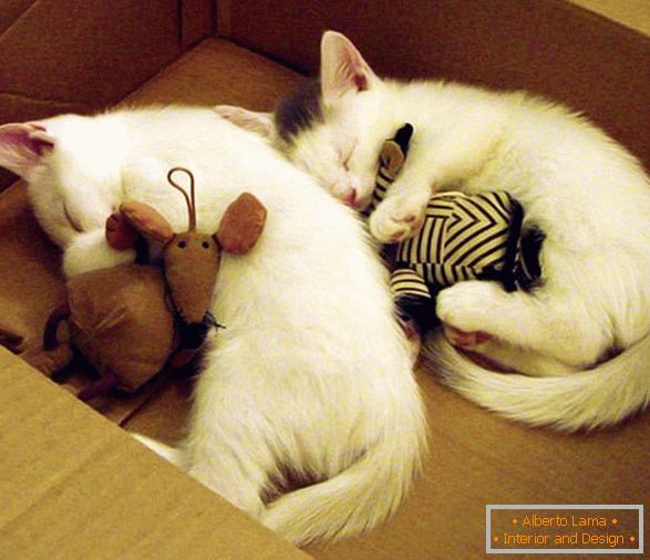 Two sleeping kittens in an embrace with toys