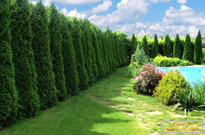 A striking example of a wall of tall, pyramidoid trees fenced off the hosts of the villa with a pool of pesky paparazzi.
