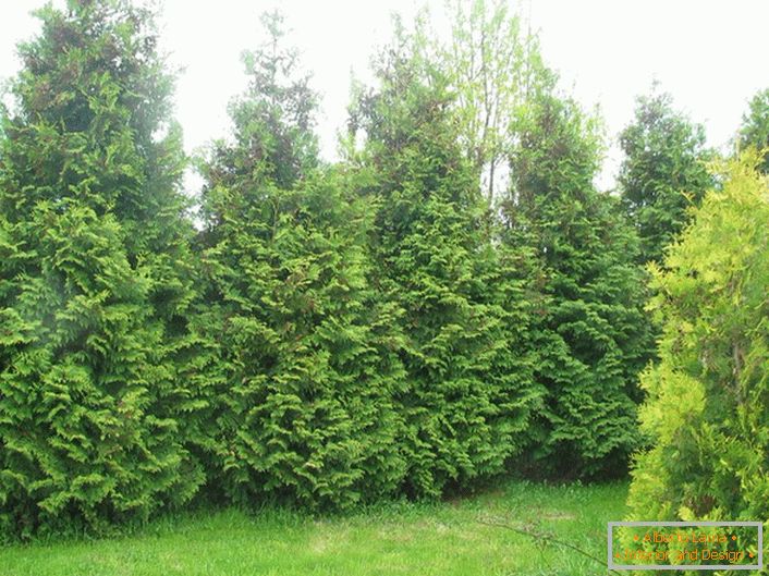 For the Moscow region, one of the variants of a high living fence will be thick fir trees planted tightly to each other. Such a continuous fence will be appropriate if your site is located on the road, it will protect yourself from dust, wind and noise of cars.