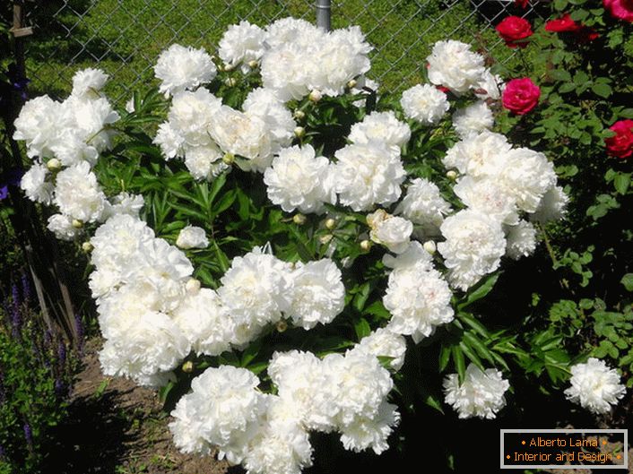 The charming bride of the garden area - snow-white buds of peonies.