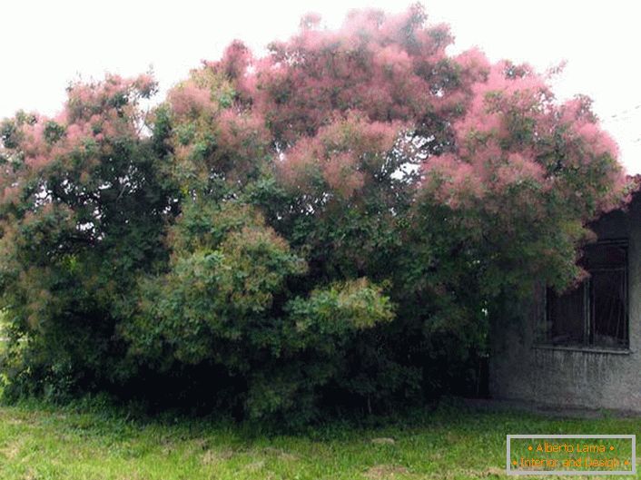 A dense crown of blossoming scum will successfully protect from the southern sun a small house in Thailand.