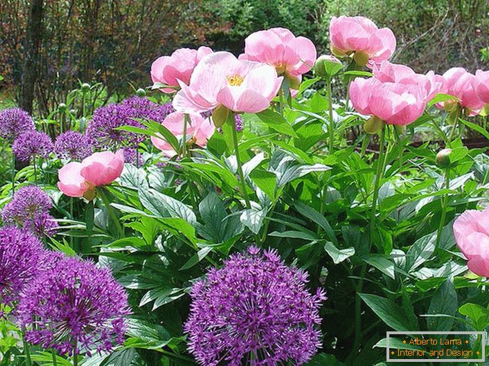 The first peonies in the spring garden.