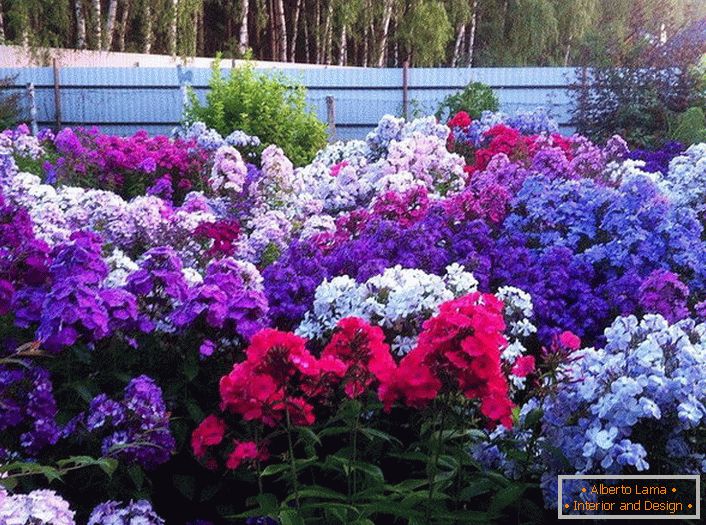 A thrilling sea of ​​phloxes of all colors of the rainbow in the summer garden.