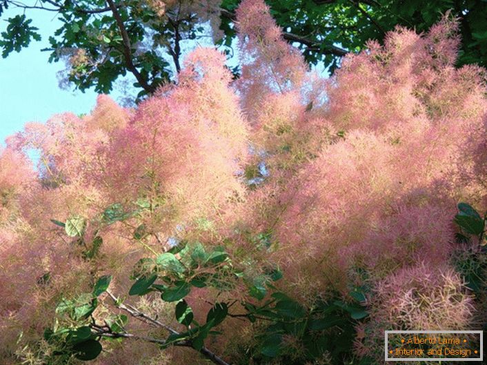 Amazingly gentle pink paprika wood (scammia) is well suited for hedges.