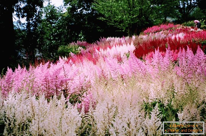 Inflorescences of white, pink and bright crimson blend harmoniously in the overall picture of landscape design.