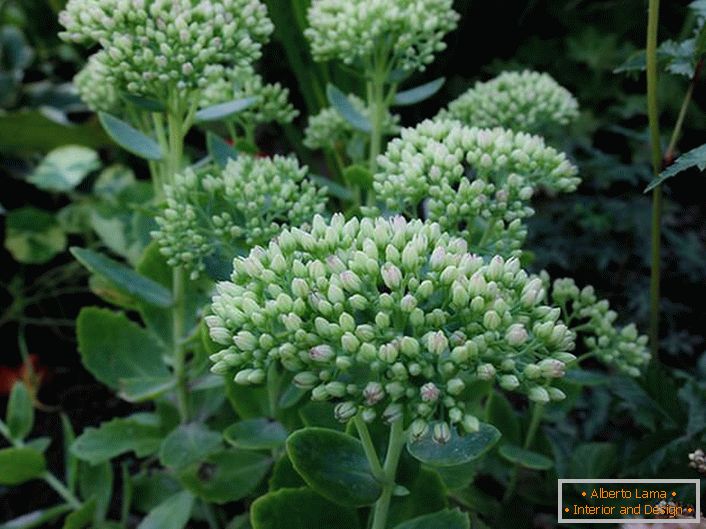 Lush caps of buds of ornamental shrub cleansing (Sedium) before autumn flowering.