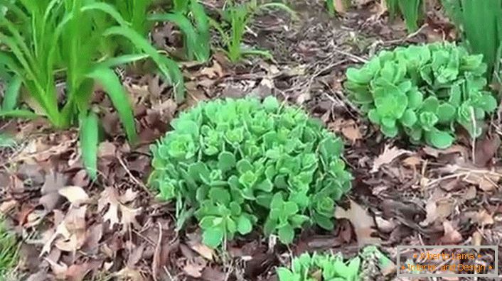 To clean the garden plot looked bright green, it should be planted on the sunny side.