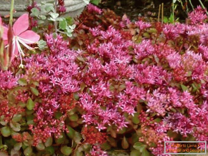 In the garden area, dense, undersized bushes of purple gardening are used by gardeners as a natural low hedge to differentiate the areas of the site.