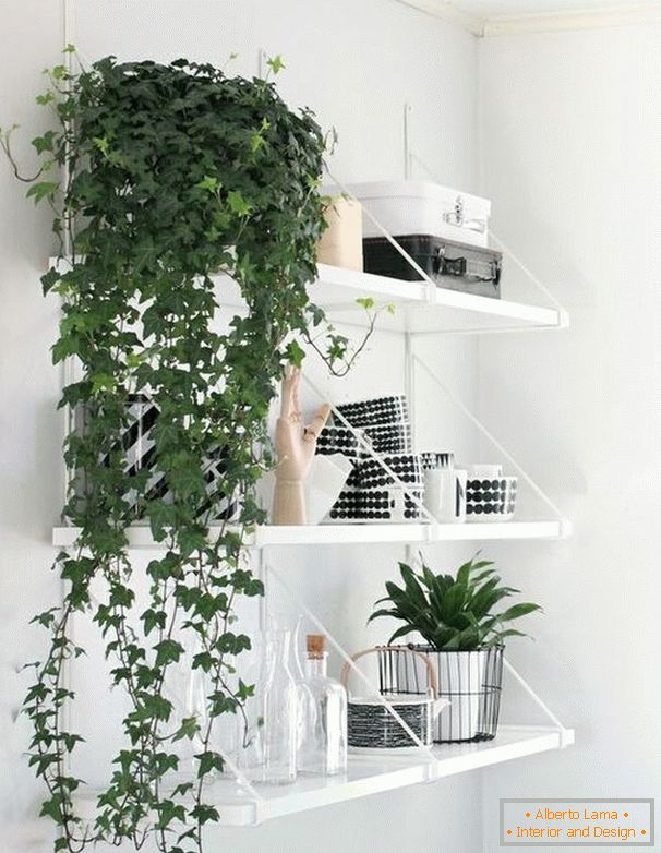 Plants on open shelves