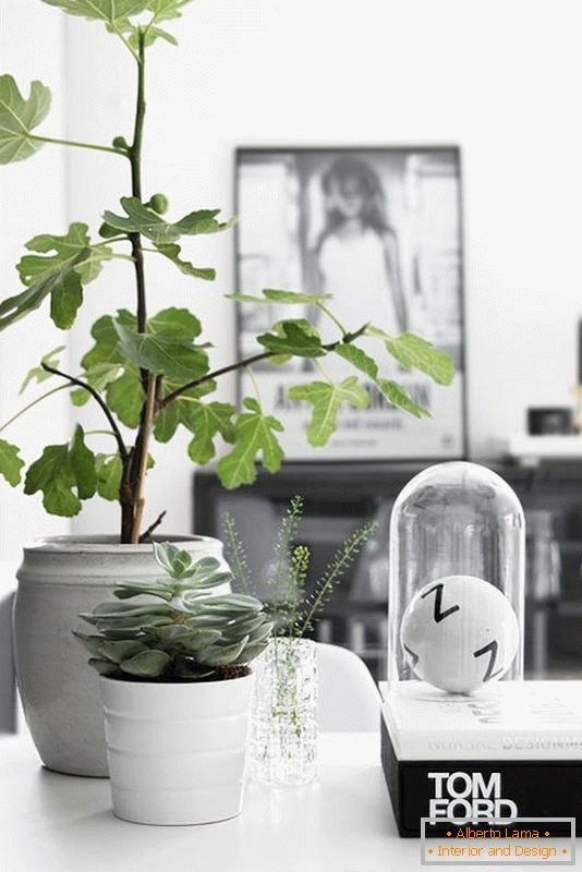 Plants in white pots