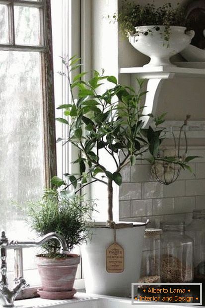 Plants in the interior of the kitchen