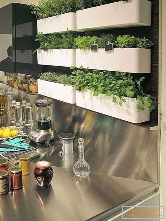 Herbs in pots in the kitchen