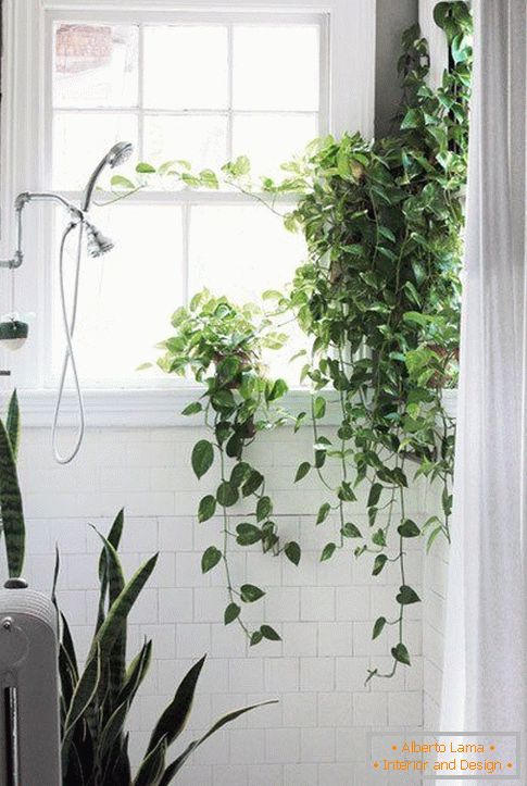 Plants in the design of the bathroom