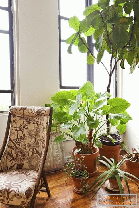 Indoor растения за креслом