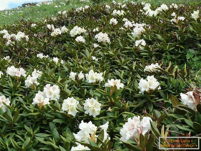 Rhododendron of the Caucasus