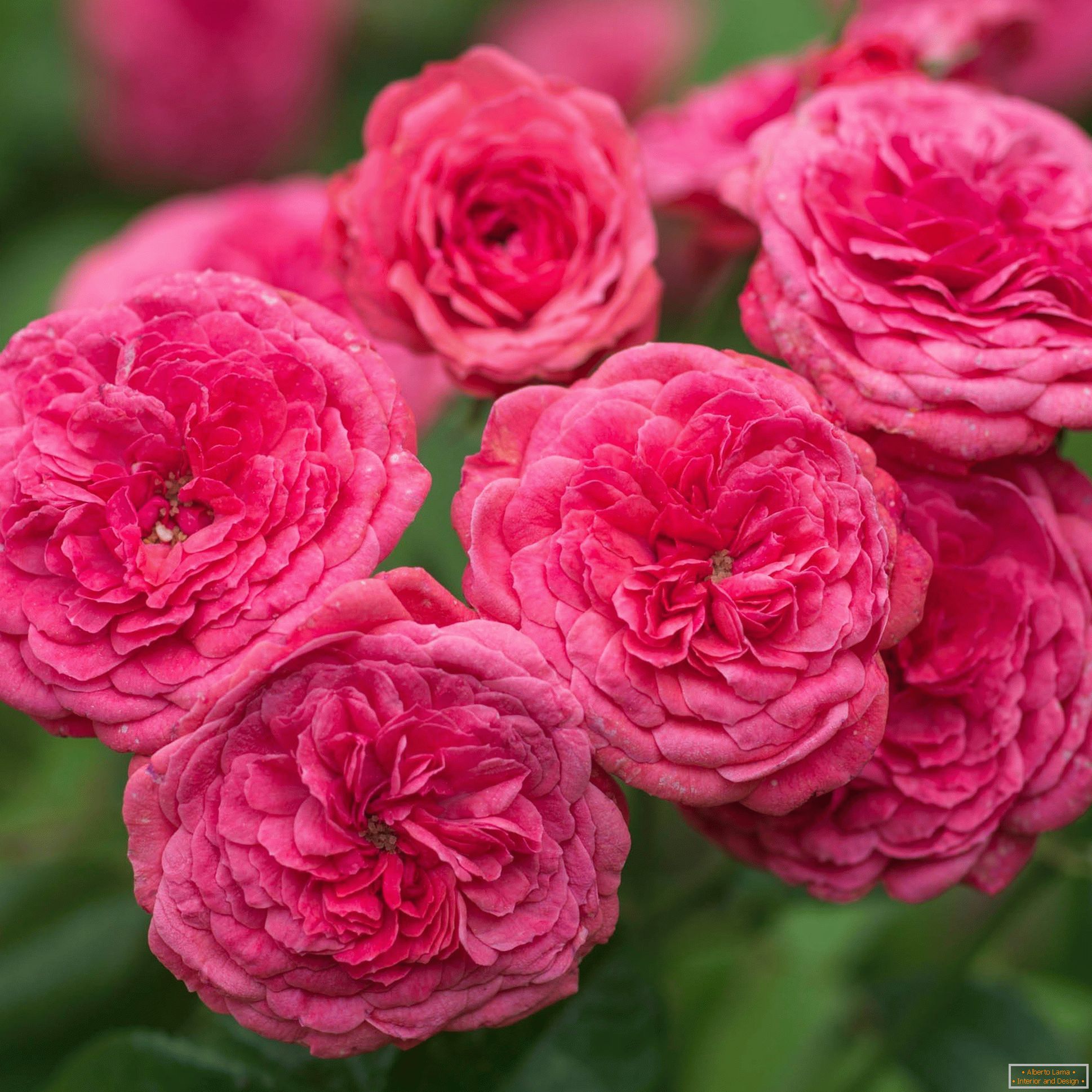 Bright pink double roses