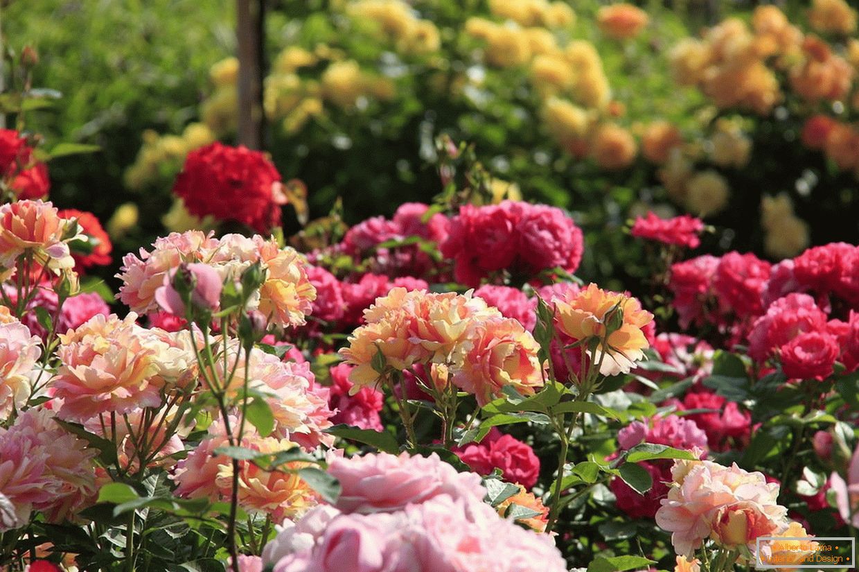 Flowering of roses on beds