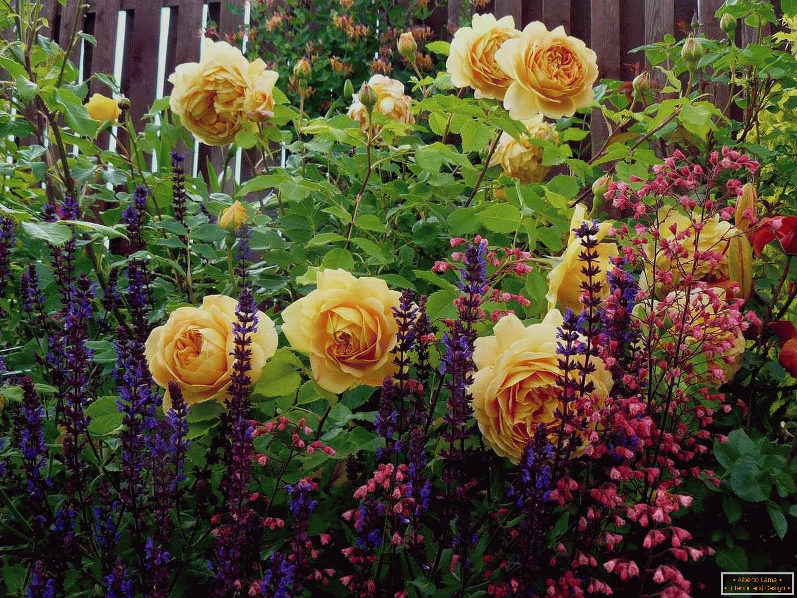 Roses in the mixborder